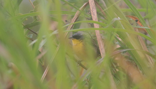 Gray-Crowned Yellowthroat